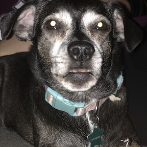 Meet your Posher, Lacey